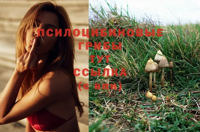 Псилоцибиновые грибы Psilocybe  Коломна 